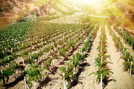 Landscape of vineyard in mountains, nature background.の写真素材