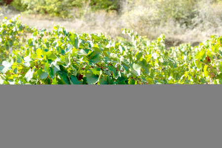 Landscape of vineyard in mountains, nature background.の写真素材