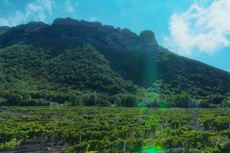 Landscape of vineyard in mountains, nature background.の写真素材