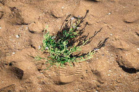 Green bush plant  with flower    growing on sand in beach.の写真素材