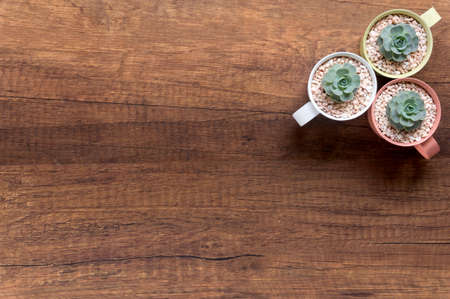 top view small plant in pastel pots on wooden backgroundの写真素材