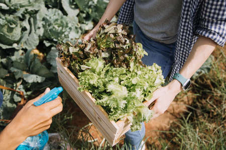 female farmer working early on farm holding wood basket of fresh vegetables and tablet