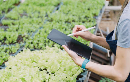 female farmer working early on farm holding wood basket of fresh vegetables and tablet