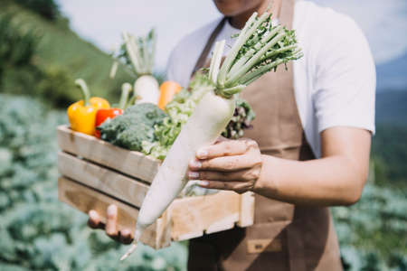female farmer working early on farm holding wood basket of fresh vegetables and tablet