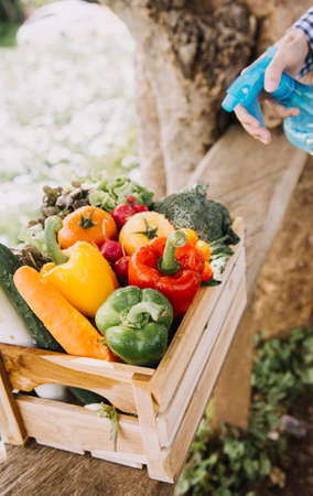 female farmer working early on farm holding wood basket of fresh vegetables and tablet
