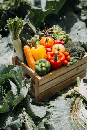 female farmer working early on farm holding wood basket of fresh vegetables and tablet