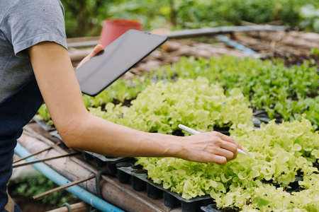 female farmer working early on farm holding wood basket of fresh vegetables and tablet