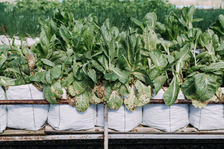 female farmer working early on farm holding wood basket of fresh vegetables and tabletの写真素材