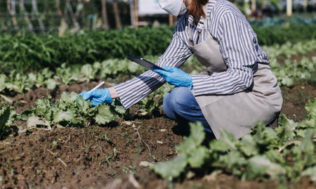 female farmer working early on farm holding wood basket of fresh vegetables and tablet