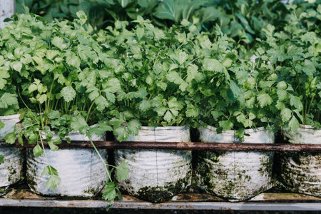 female farmer working early on farm holding wood basket of fresh vegetables and tablet