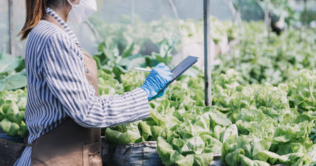 female farmer working early on farm holding wood basket of fresh vegetables and tablet