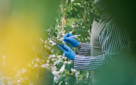 female farmer working early on farm holding wood basket of fresh vegetables and tablet