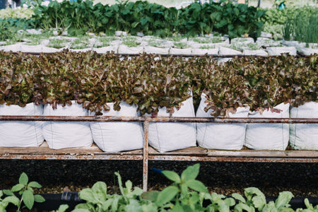Futuristic businessman farms vegetables and crops using modern AI technology using mobile phones,...