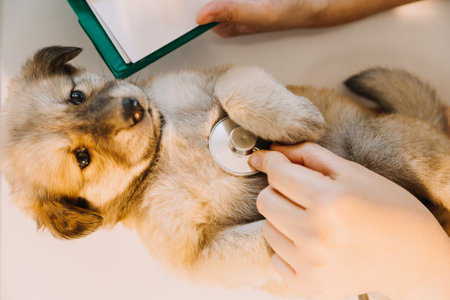 Checking the breath. Male veterinarian in work uniform listening to the breath of a small dog with a phonendoscope in veterinary clinic. Pet care conceptの写真素材