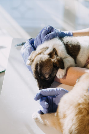 Checking the breath. Male veterinarian in work uniform listening to the breath of a small dog with a phonendoscope in veterinary clinic. Pet care conceptの写真素材