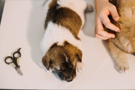 Checking the breath. Male veterinarian in work uniform listening to the breath of a small dog with a...