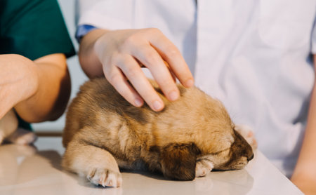 Checking the breath. Male veterinarian in work uniform listening to the breath of a small dog with a phonendoscope in veterinary clinic. Pet care conceptの写真素材