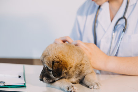 Checking the breath. Male veterinarian in work uniform listening to the breath of a small dog with a phonendoscope in veterinary clinic. Pet care conceptの写真素材