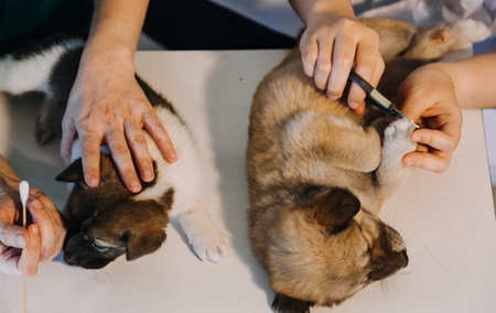 Checking the breath. Male veterinarian in work uniform listening to the breath of a small dog with a phonendoscope in veterinary clinic. Pet care conceptの写真素材