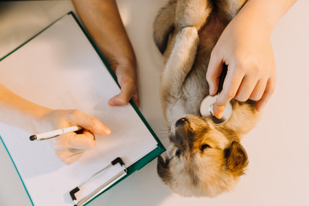 Checking the breath. Male veterinarian in work uniform listening to the breath of a small dog with a phonendoscope in veterinary clinic. Pet care conceptの写真素材