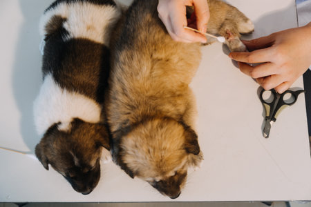 Checking the breath. Male veterinarian in work uniform listening to the breath of a small dog with a phonendoscope in veterinary clinic. Pet care conceptの写真素材