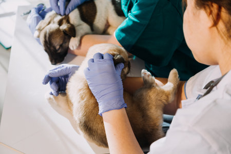 Checking the breath. Male veterinarian in work uniform listening to the breath of a small dog with a phonendoscope in veterinary clinic. Pet care conceptの写真素材