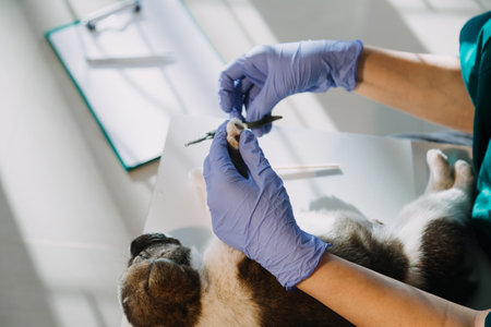 Checking the breath. Male veterinarian in work uniform listening to the breath of a small dog with a phonendoscope in veterinary clinic. Pet care conceptの写真素材