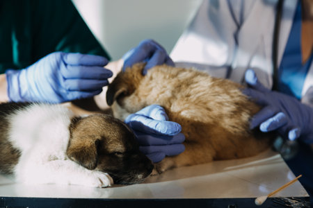 Checking the breath. Male veterinarian in work uniform listening to the breath of a small dog with a phonendoscope in veterinary clinic. Pet care conceptの写真素材