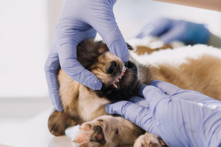 Checking the breath. Male veterinarian in work uniform listening to the breath of a small dog with a phonendoscope in veterinary clinic. Pet care conceptの写真素材
