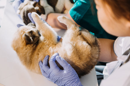 Checking the breath. Male veterinarian in work uniform listening to the breath of a small dog with a phonendoscope in veterinary clinic. Pet care conceptの写真素材