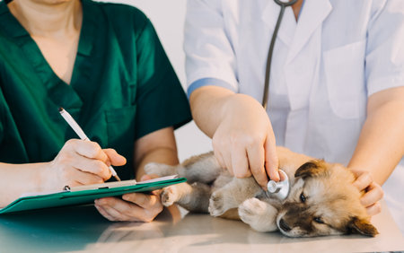 Checking the breath. Male veterinarian in work uniform listening to the breath of a small dog with a phonendoscope in veterinary clinic. Pet care conceptの写真素材