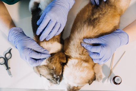 Checking the breath. Male veterinarian in work uniform listening to the breath of a small dog with a phonendoscope in veterinary clinic. Pet care conceptの写真素材