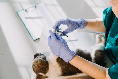 Checking the breath. Male veterinarian in work uniform listening to the breath of a small dog with a phonendoscope in veterinary clinic. Pet care conceptの写真素材
