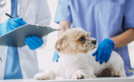 Vet examining dog and cat. Puppy and kitten at veterinarian doctor. Animal clinic. Pet check up and vaccination. Health care.の写真素材