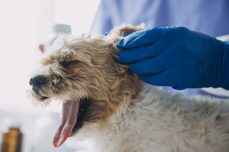 Vet examining dog and cat. Puppy and kitten at veterinarian doctor. Animal clinic. Pet check up and vaccination. Health care.の写真素材