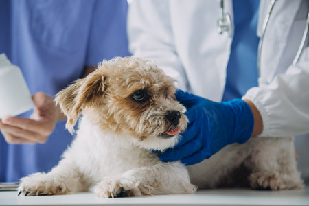 Vet examining dog and cat. Puppy and kitten at veterinarian doctor. Animal clinic. Pet check up and vaccination. Health care.の写真素材