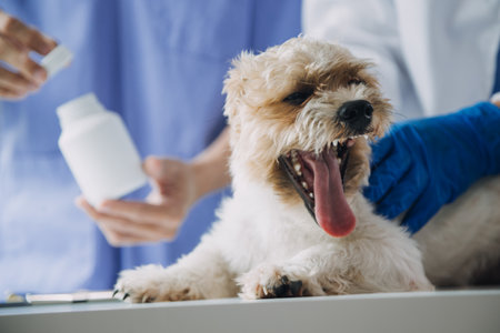 Vet examining dog and cat. Puppy and kitten at veterinarian doctor. Animal clinic. Pet check up and vaccination. Health care.の写真素材