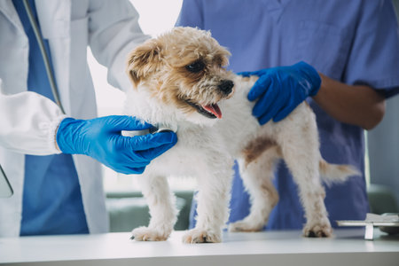 Vet examining dog and cat. Puppy and kitten at veterinarian doctor. Animal clinic. Pet check up and vaccination. Health care.の写真素材