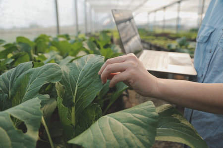 Asian woman farmer using digital tablet in vegetable garden at greenhouse, Business agriculture...