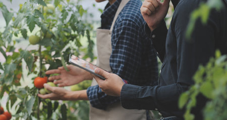 In the Industrial Greenhouse Two Agricultural Engineers Test Plants Health and Analyze Data with Tablet Computer.の写真素材