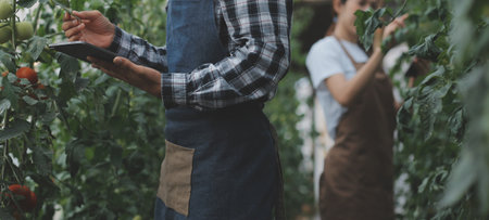 In the Industrial Greenhouse Two Agricultural Engineers Test Plants Health and Analyze Data with Tablet Computer.の写真素材