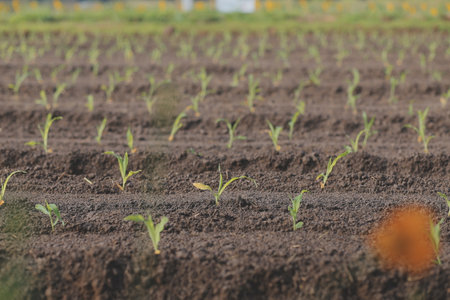 Symbol heart earth day. Handful of dirt hands heart shape. Farm organic earth. Farmer hands soil ground earth dirt garden soil farm ground. Male hands full of fertile land field agriculture conceptの写真素材