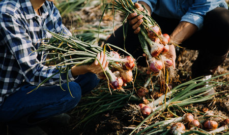 Agriculturist utilize the core data network in the Internet from the mobile to validate, test, and select the new crop method. Young farmers and tobacco farmingの写真素材