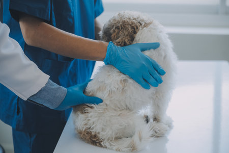 Vet examining dog and cat. Puppy and kitten at veterinarian doctor. Animal clinic. Pet check up and...