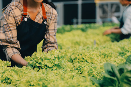 Woman gardener inspects quality of green oak lettuce in greenhouse gardening. Female Asian...