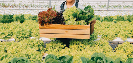 Woman gardener inspects quality of green oak lettuce in greenhouse gardening. Female Asian horticulture farmer cultivate healthy nutrition organic salad vegetables in hydroponic agribusiness farm.の写真素材