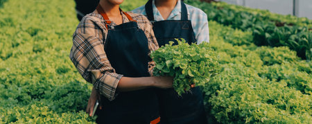 Woman gardener inspects quality of green oak lettuce in greenhouse gardening. Female Asian horticulture farmer cultivate healthy nutrition organic salad vegetables in hydroponic agribusiness farm.の写真素材