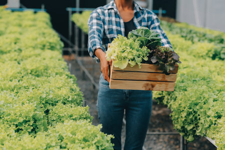Young Asian woman and senior man farmer working together in organic hydroponic salad vegetable farm. Modern vegetable garden owner using digital tablet inspect quality of lettuce in greenhouse garden.の写真素材
