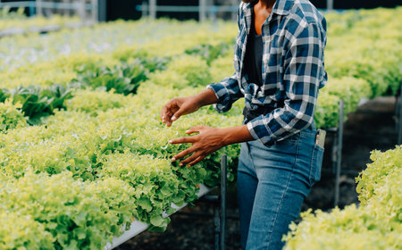 Young Asian woman and senior man farmer working together in organic hydroponic salad vegetable farm....