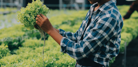 Young Asian woman and senior man farmer working together in organic hydroponic salad vegetable farm. Modern vegetable garden owner using digital tablet inspect quality of lettuce in greenhouse garden.の写真素材